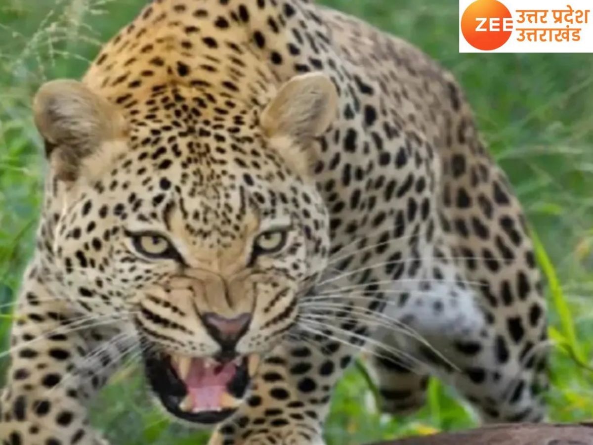 Leopard Seen In Baghpat Area