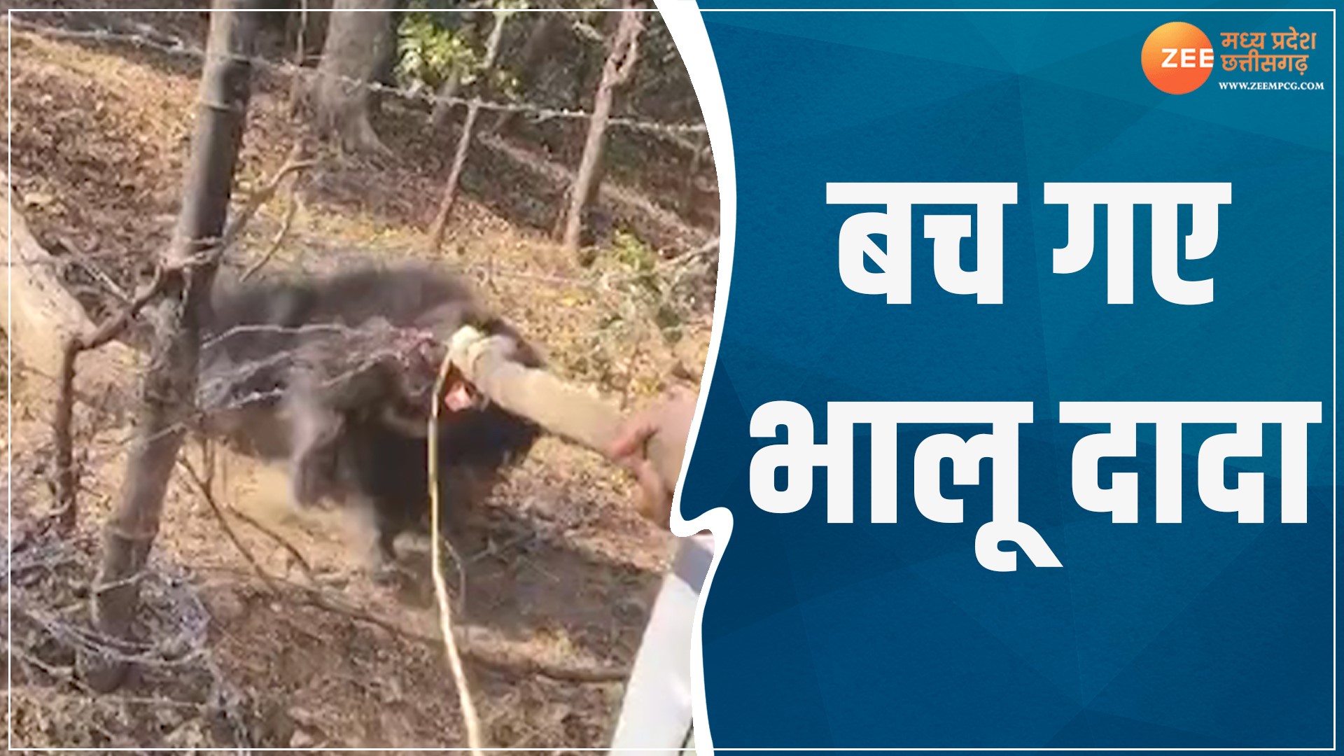 Bhalu Insect Bhalu Ka Video Forest department saved life bear in the forest area of ...