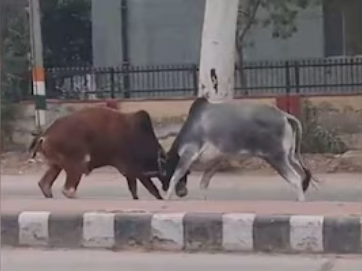 Dausa bull fight video viral