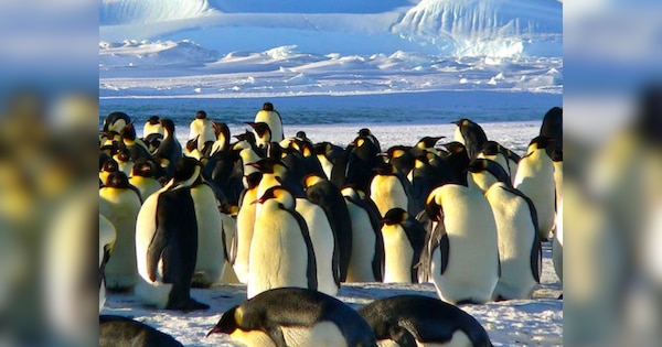 अंटार्कटिका में बर्ड फ्लू वायरस ने बढ़ाई चिंता, पेंगुइन की मौत ने वैज्ञानिकों के लिए बजाई खतरे की घंटे