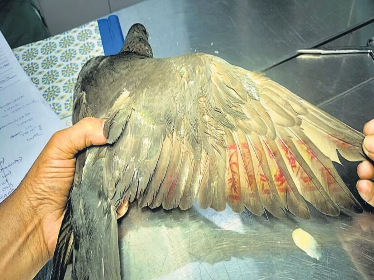 Taiwan Spy Pigeon: ୮ ମାସର ସଂଘର୍ଷ ପରେ ମୁମ୍ବାଇ ପୋଲିସ କବଳରୁ ମୁକ୍ତି ପାଇଲା ତାଇୱାନ ପାରା 