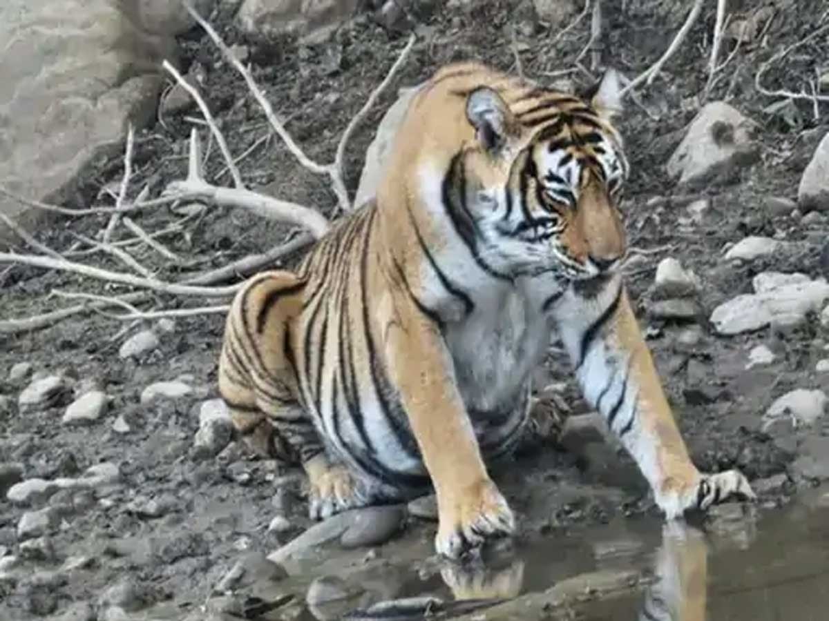  Ranthambore tigress Aishwarya