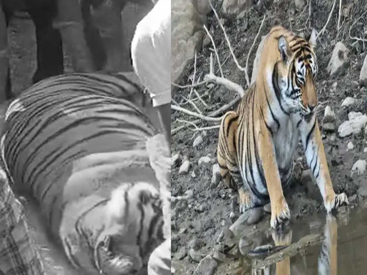 Tigress T60 Died ( Left)