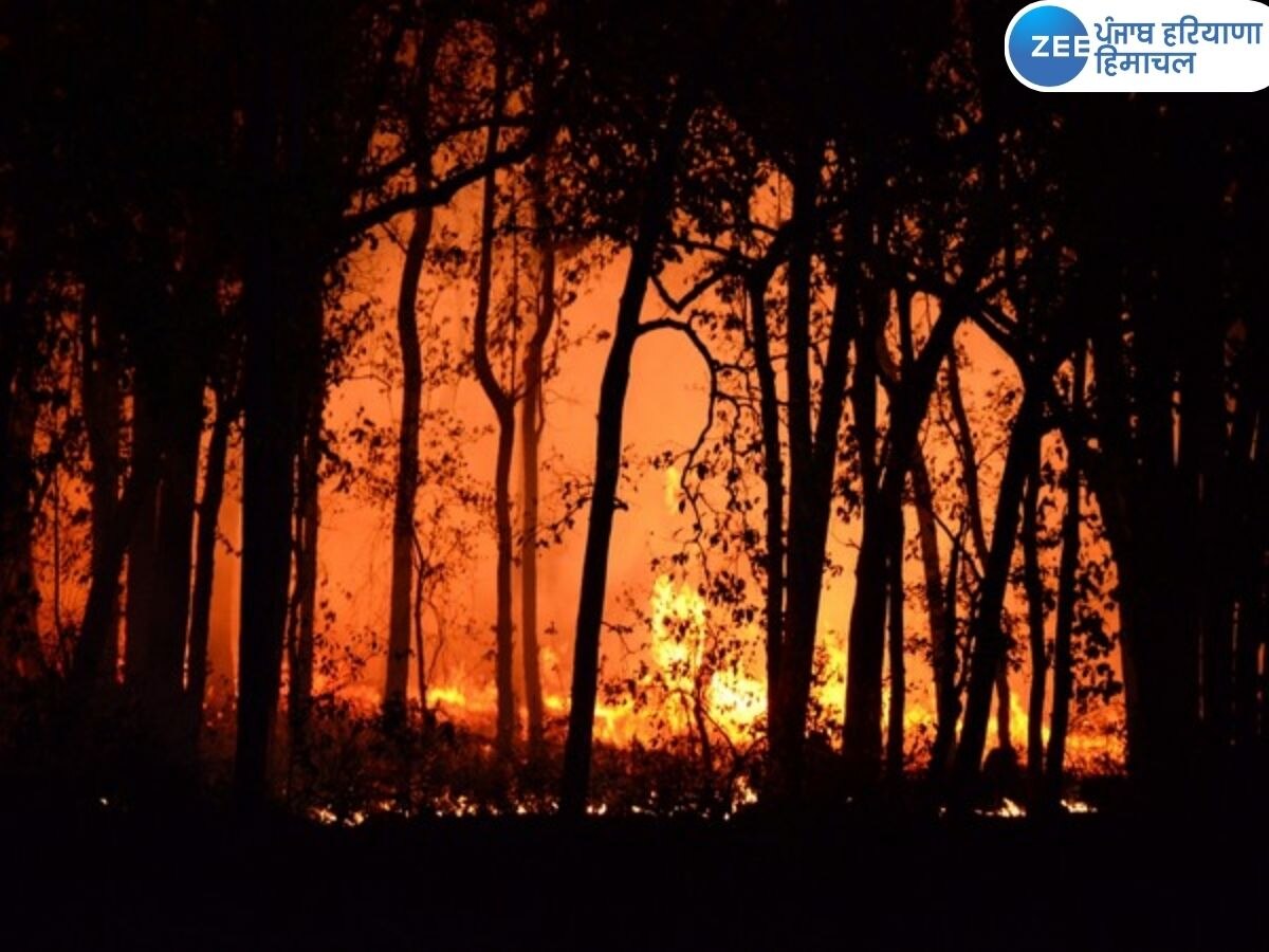Chile Forest Fires: ਚਿੱਲੀ ਦੇ ਜੰਗਲਾਂ 'ਚ ਲੱਗੀ ਭਿਆਨਕ ਅੱਗ, 99 ਲੋਕਾਂ ਦੀ ਮੌਤ, ਰਾਸ਼ਟਰਪਤੀ ਵੱਲੋਂ ਐਮਰਜੈਂਸੀ ਦਾ ਐਲਾਨ