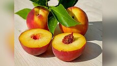 ये फल शरीर में फूंक देगा जान, होंगे कमाल के फायदे! 