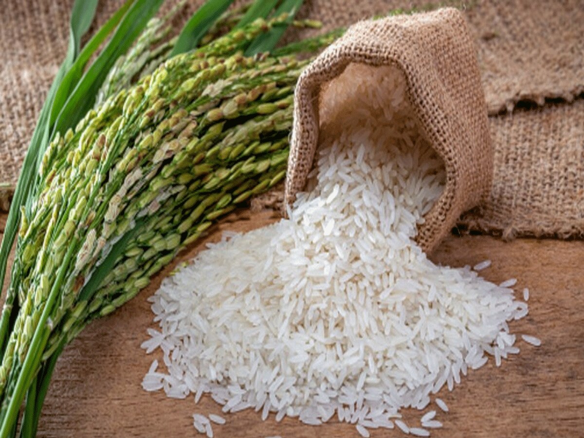 सरकार ने लॉन्च किया ‘भारत राइस’, 29 रुपये किलो की रेट पर मिलेगा चावल, फूड मिनिस्टर 'कर्तव्य पथ' पर करेंगे पेशकश 