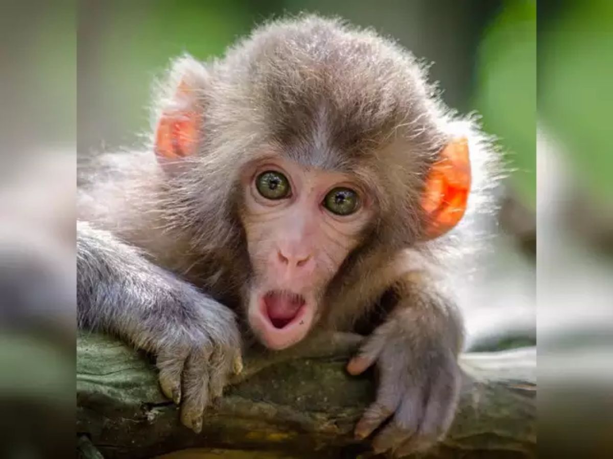 Swapna Shastra: मंगलवार के दिन सपने में दिखे हनुमान जी का प्रिय बंदर, तो जान लें क्या होता है इसका मतलब?