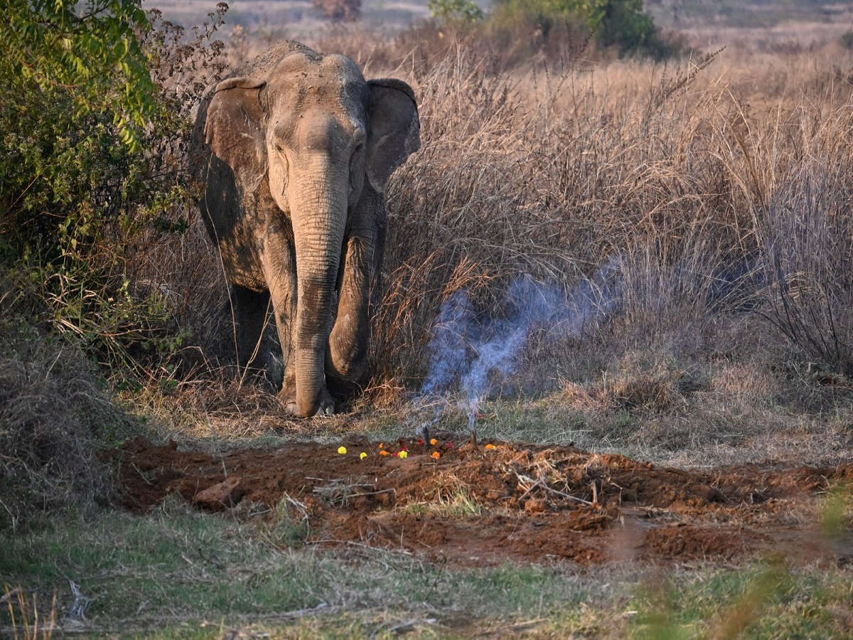 Odisha News: ଚମ୍ପୁଆ ରେଞ୍ଜରେ ନବଜାତ ହାତୀ ଶାବକର ମୃତ୍ୟୁ, ମୃତଦେହକୁ ଜଗି ରହିଲା ମାଆ ହାତୀ Odisha News: ଚମ୍ପୁଆ ରେଞ୍ଜରେ ନବଜାତ ହାତୀ ଶାବକର ମୃତ୍ୟୁ, ମୃତଦେହକୁ ଜଗି ରହିଲା ମାଆ ହାତୀ