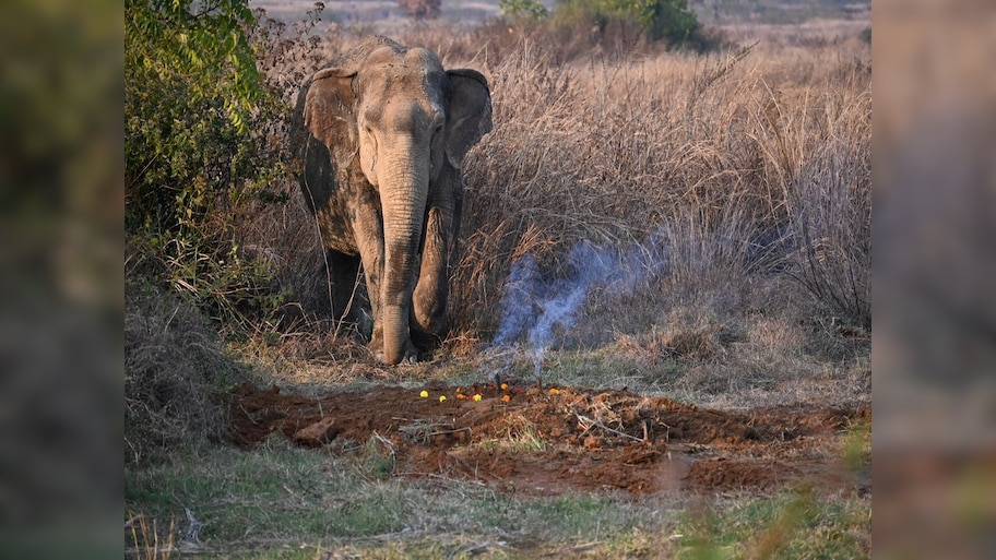 Odisha News: ଚମ୍ପୁଆ ରେଞ୍ଜରେ ନବଜାତ ହାତୀ ଶାବକର ମୃତ୍ୟୁ, ମୃତଦେହକୁ ଜଗି ରହିଲା ମାଆ ହାତୀ