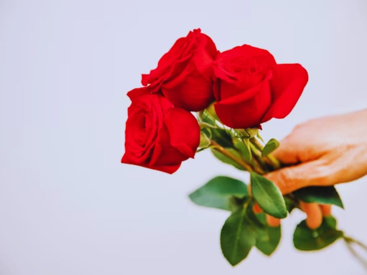 Rose Day 2024: क्यों मनाया जाता है रोज डे? जानें इसके पीछे की वजह