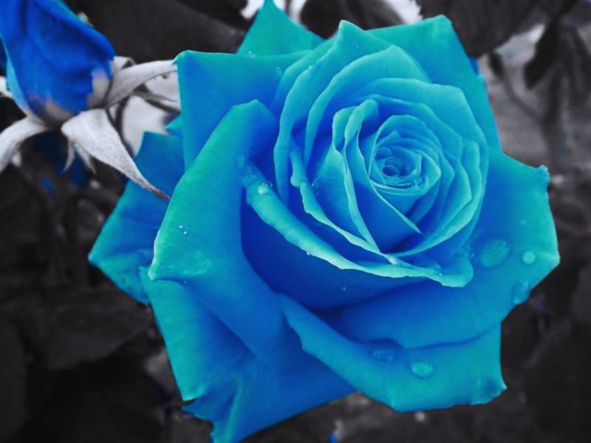 Rose Day 2024: गुलाब के 5 रंग और उनके अर्थ