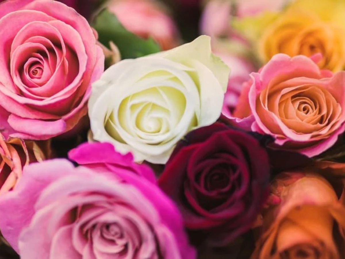 Rose Day 2024: लाल, पीला या गुलाबी...देने से पहले जान लें गुलाब के इन अलग-अलग रंगों का मतलब!