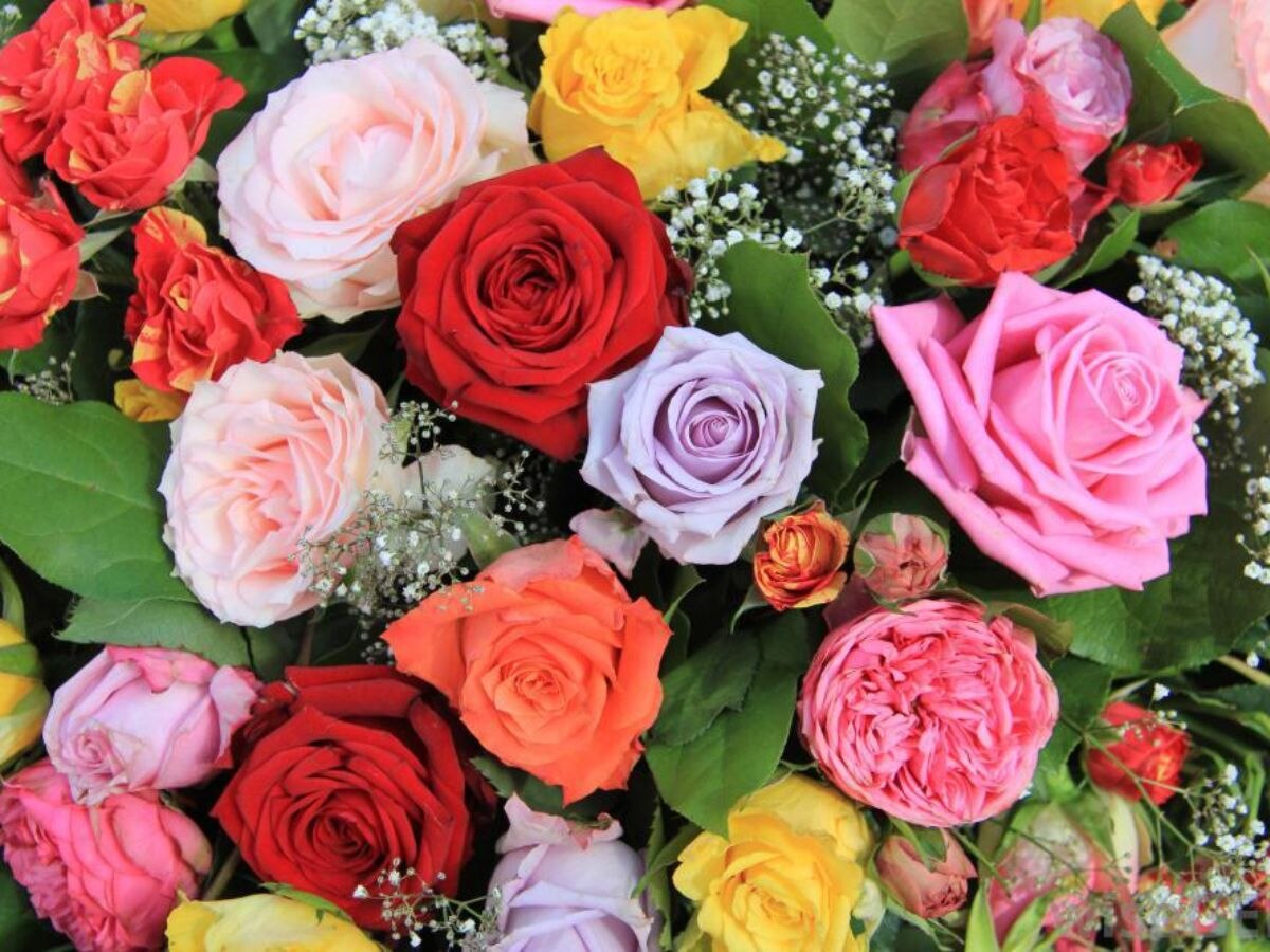 Different Colours Of Roses