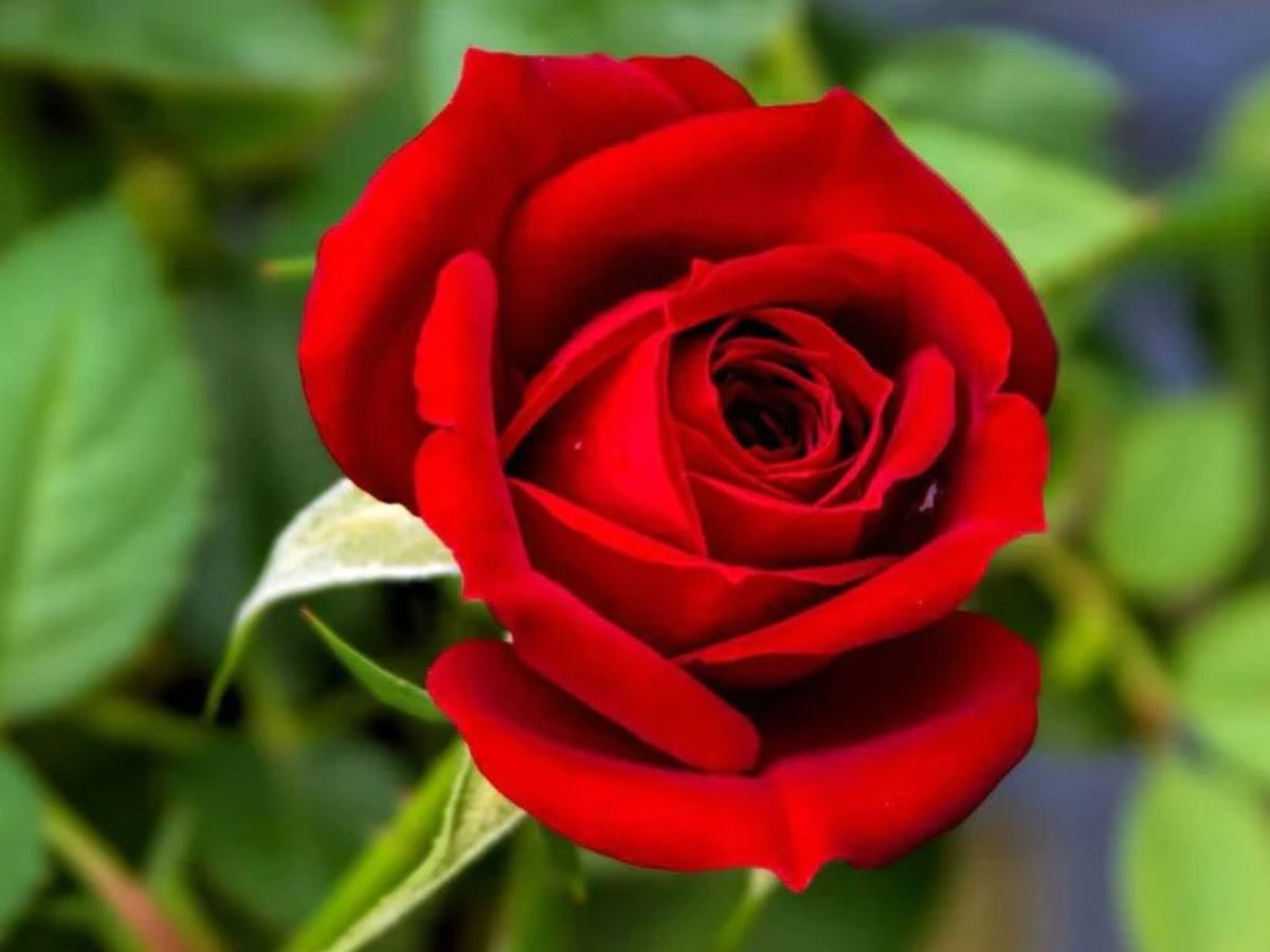 Rose Day 2024 Give Different Color Rose To Your Partner According To   2621414 Happy Rose Day 2024 4 