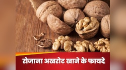 15 दिनों तक रोजाना अखरोट खाने से शरीर को मिलेंगे गजब के फायदे, तेज होगा आपका दिमाग 