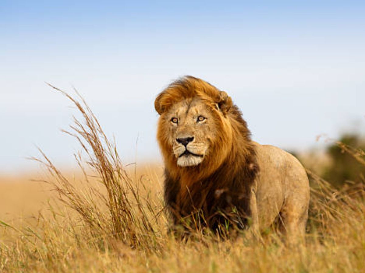 Swapan shastra: सपने में दिखाई दिया है बब्बर शेर, तो जान लें क्या है इसका मतलब? क्या कहता है स्वप्न शास्त्र