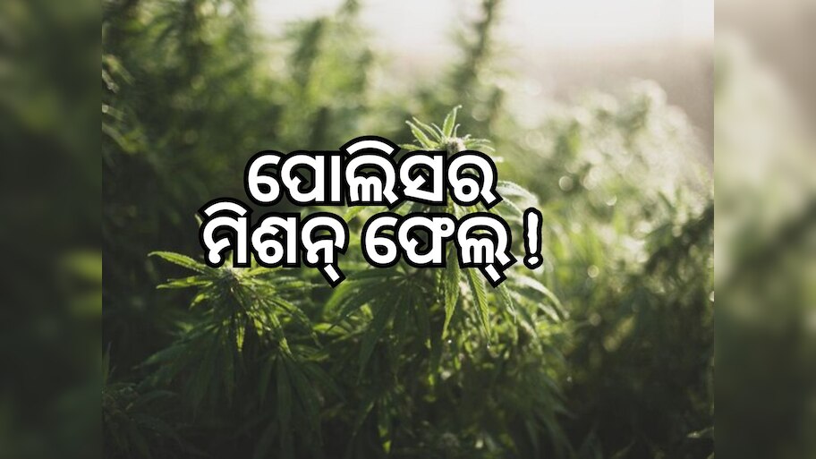 ଗଞ୍ଜେଇ ପାଇଁ ପୋଲିସକୁ ନାକେଦମ କଲେ ଆଦିବାସୀ