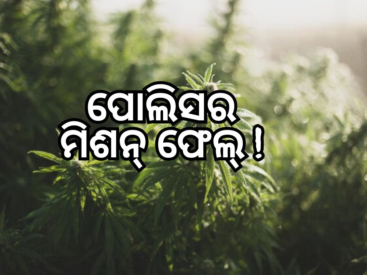 ଗଞ୍ଜେଇ ପାଇଁ ପୋଲିସକୁ ନାକେଦମ କଲେ ଆଦିବାସୀ ଗଞ୍ଜେଇ ପାଇଁ ପୋଲିସକୁ ନାକେଦମ କଲେ ଆଦିବାସୀ