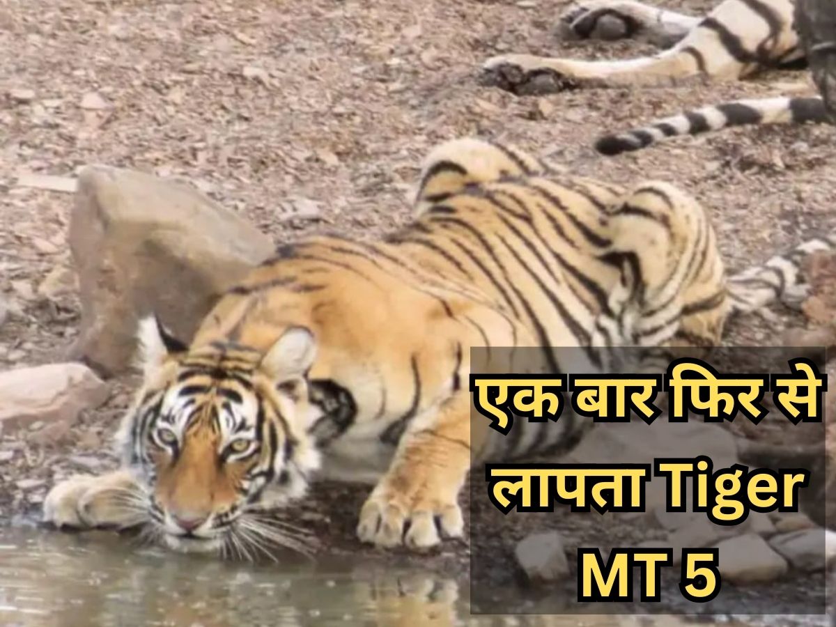 Kota Tiger MT5 missing once again last movement seen in Bhilwara MP border  | Kota : एक बार फिर से मुकंदरा हिल्स टाइगर रिजर्व का एकलौता बाघ MT5 लापता ,  भीलवाड़ा-एमपी बॉर्डर