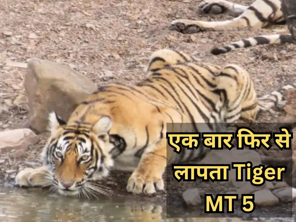 Tiger MT5 missing once again 