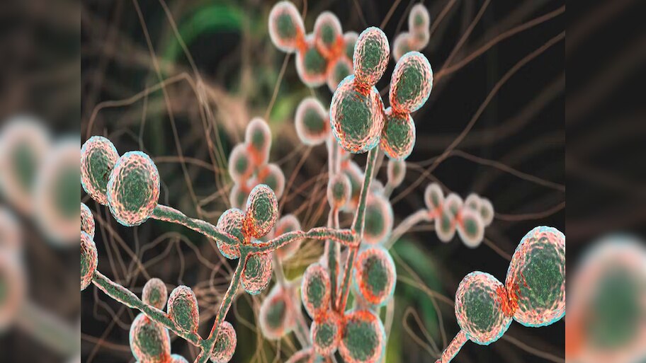 Fungal Infection:ଦୁନିଆରେ ଦ୍ରୁତଗତିରେ ବିସ୍ତାର ହେଉଛି ଏହି ଘାତକ ରୋଗ,ଆମେରିକାରେ ଆତଙ୍କ