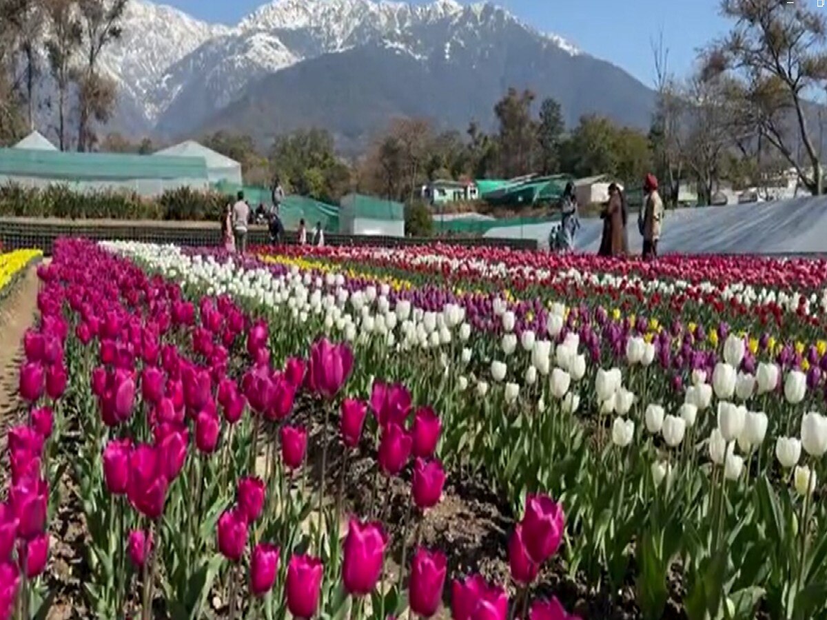 Himachal Pradesh में होगा कश्मीर का अहसास, पालमपुर में बना देश का दूसरा ट्यूलिप गार्डन 
