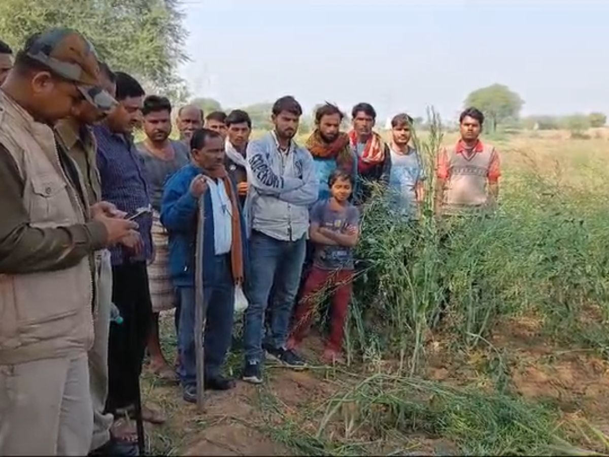 वन्यजीव ने गाय को बनाया शिकार