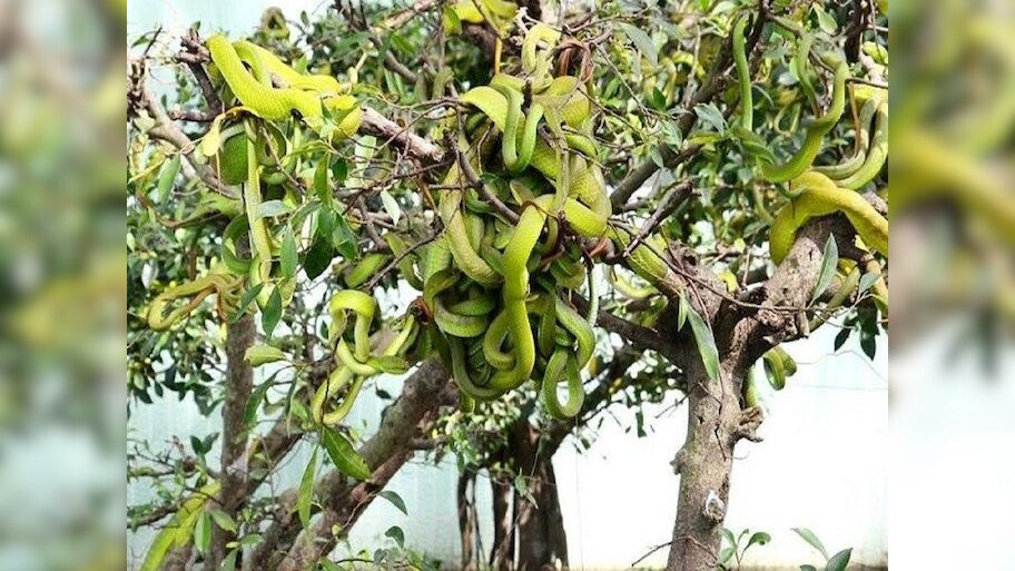 Snake garden:ସାପ ବଗି ବଗିଚା,ଯେଉଁଠାରେ ଗଛରେ ଫଳ ବଦଳରେ ଓହଳିଥାନ୍ତି ସାପ ! 