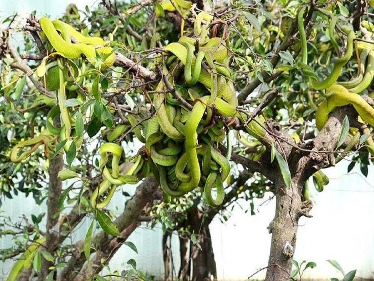 Snake garden:ସାପ ବଗି ବଗିଚା,ଯେଉଁଠାରେ ଗଛରେ ଫଳ ବଦଳରେ ଓହଳିଥାନ୍ତି ସାପ ! Snake garden:ସାପ ବଗି ବଗିଚା,ଯେଉଁଠାରେ ଗଛରେ ଫଳ ବଦଳରେ ଓହଳିଥାନ୍ତି ସାପ !