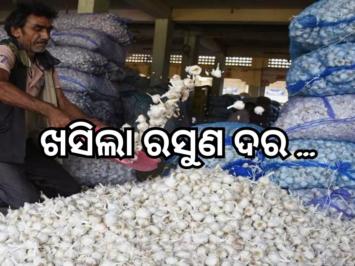 Garlic Price: ଖାଉଟିଙ୍କ ପାଇଁ ଖୁସି ଖବର, କମିଲା ରସୁଣ ଦର ! Garlic Price: ଖାଉଟିଙ୍କ ପାଇଁ ଖୁସି ଖବର, କମିଲା ରସୁଣ ଦର !