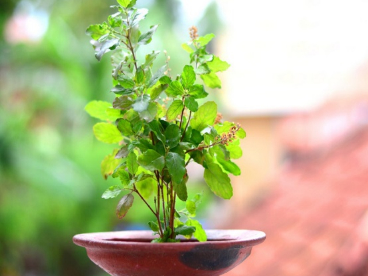 सूखना अशुभ