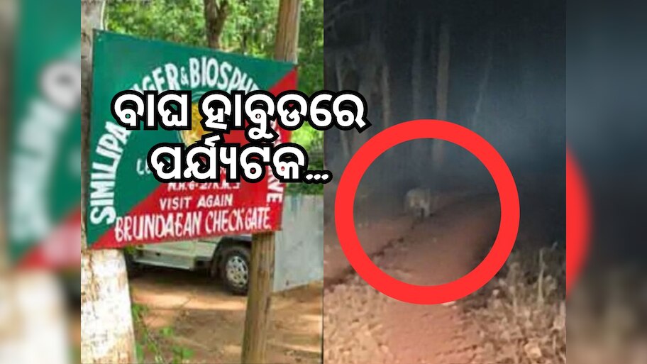 Similipal National Park: ଶିମିଳିପାଳରେ ପର୍ଯ୍ୟଟକଙ୍କୁ ଅଟକାଇଲା କଳାବାଘ