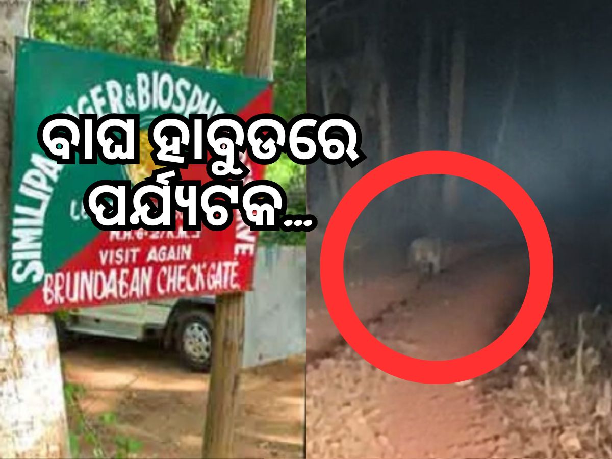 Similipal National Park: ଶିମିଳିପାଳରେ ପର୍ଯ୍ୟଟକଙ୍କୁ ଅଟକାଇଲା କଳାବାଘ Similipal National Park: ଶିମିଳିପାଳରେ ପର୍ଯ୍ୟଟକଙ୍କୁ ଅଟକାଇଲା କଳାବାଘ