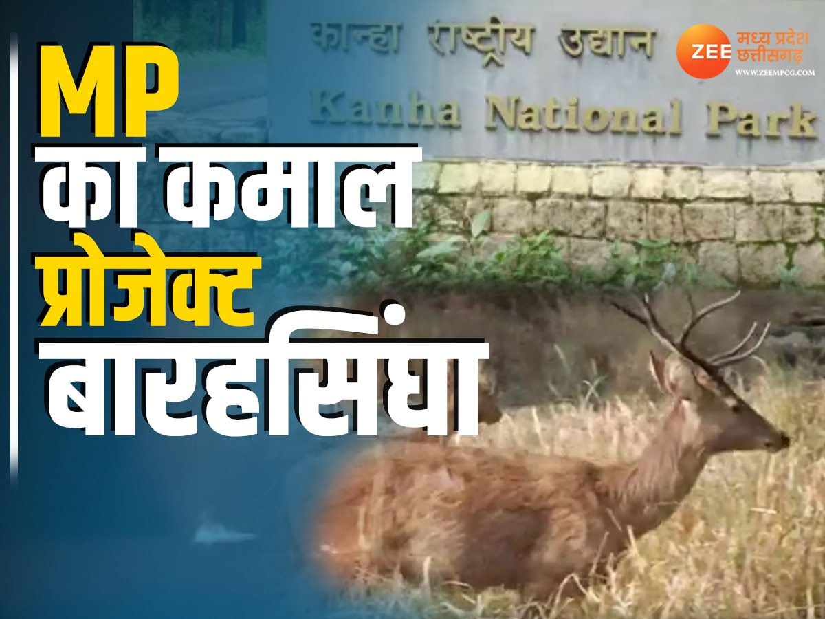 MP News: कान्हा टाइगर रिजर्व के प्रोजेक्ट 'बारहसिंघा' का कमाल, अब अन्य पार्क भेज रहे लुप्तप्राय जानवर