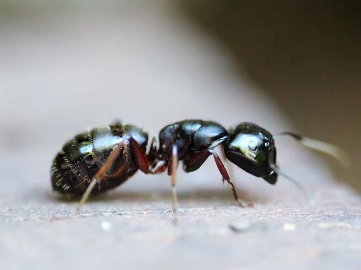 Swapana Shastra: क्या है सपने में चींटी देखने का मतलब? जानें यह शुभ या अशुभ संकेत