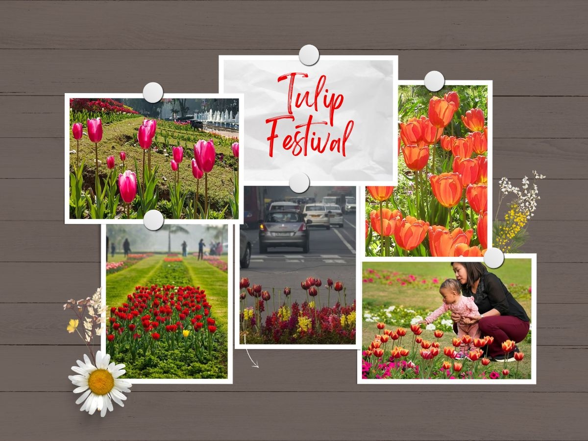 Tulip Festival: कश्मीर में ही नहीं, दिल्ली में भी देख सकते हैं ट्यूलिप फेस्टिवल, जानिए कहां और कैसे पहुंचें