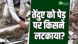Leopard: पेड़ पर लटका मिला तेंदुआ, मारने का तरीका देख हैरान हुई वन विभाग की टीम!