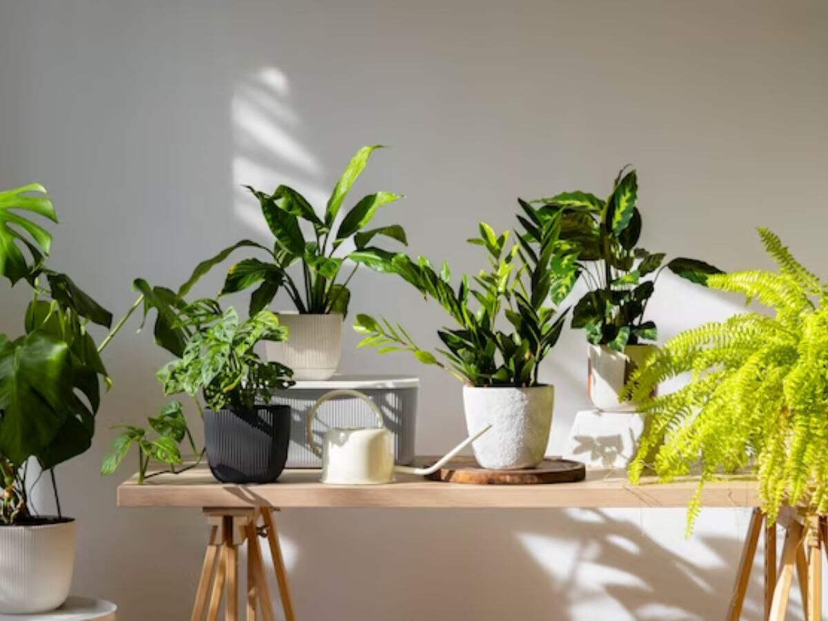 Indoor Plants Gift Ideas: क्या आपका पार्टनर भी करता है नेचर से प्यार? तो उन्हें गिफ्ट करें ये इंडोर प्लांट्स