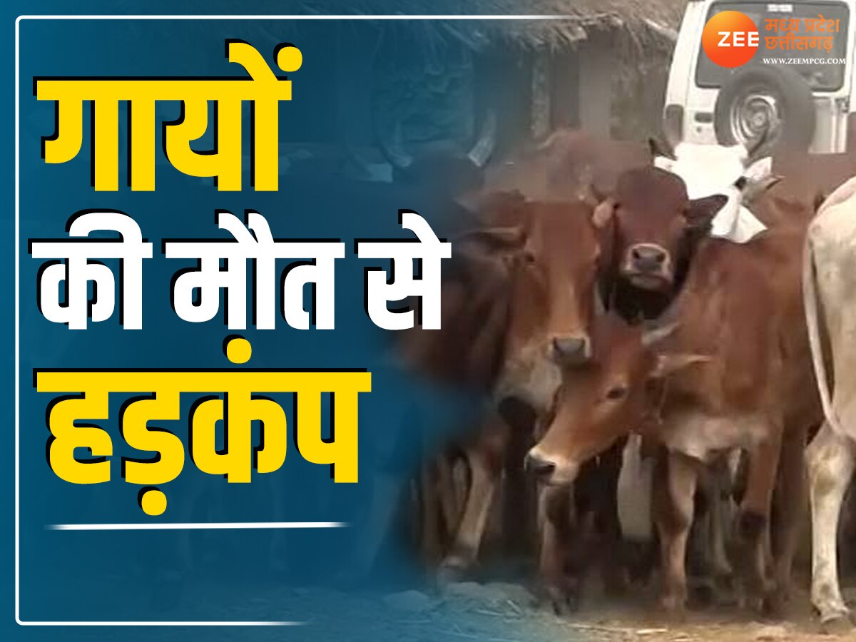 Sehore News: अचानक बिगड़ी गायों की तबीयत, खराब हालात में कई मौतों से गांव में हड़कंप
