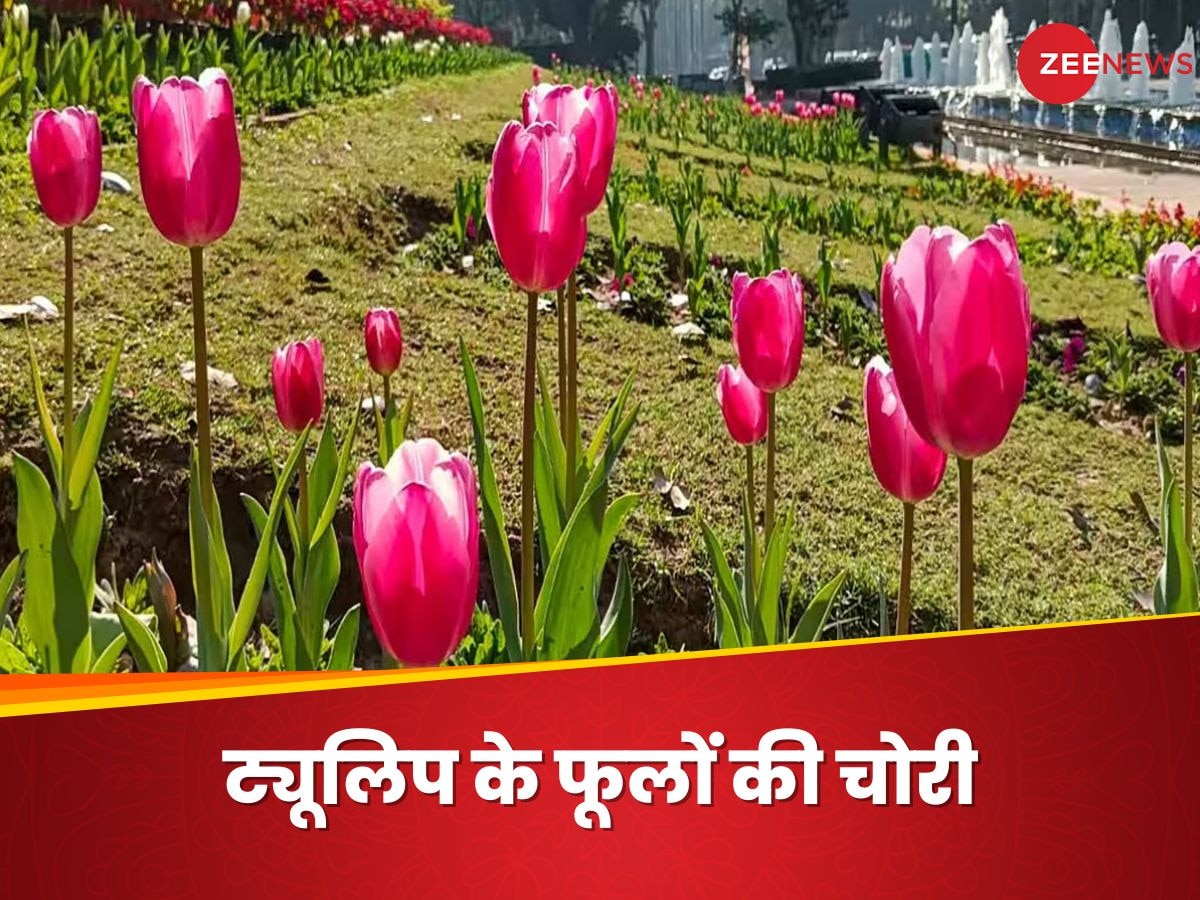 Tulip Festival: दिल्ली के ट्यूलिप फेस्टिवल को लग गई नजर, वेलेंटाइन डे पर चोरी हुए कई फूल