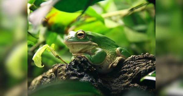 मेंढक की पीठ पर उगा मशरूम, देखकर वैज्ञानिक भी हुए हैरान, जानें पूरा मामला