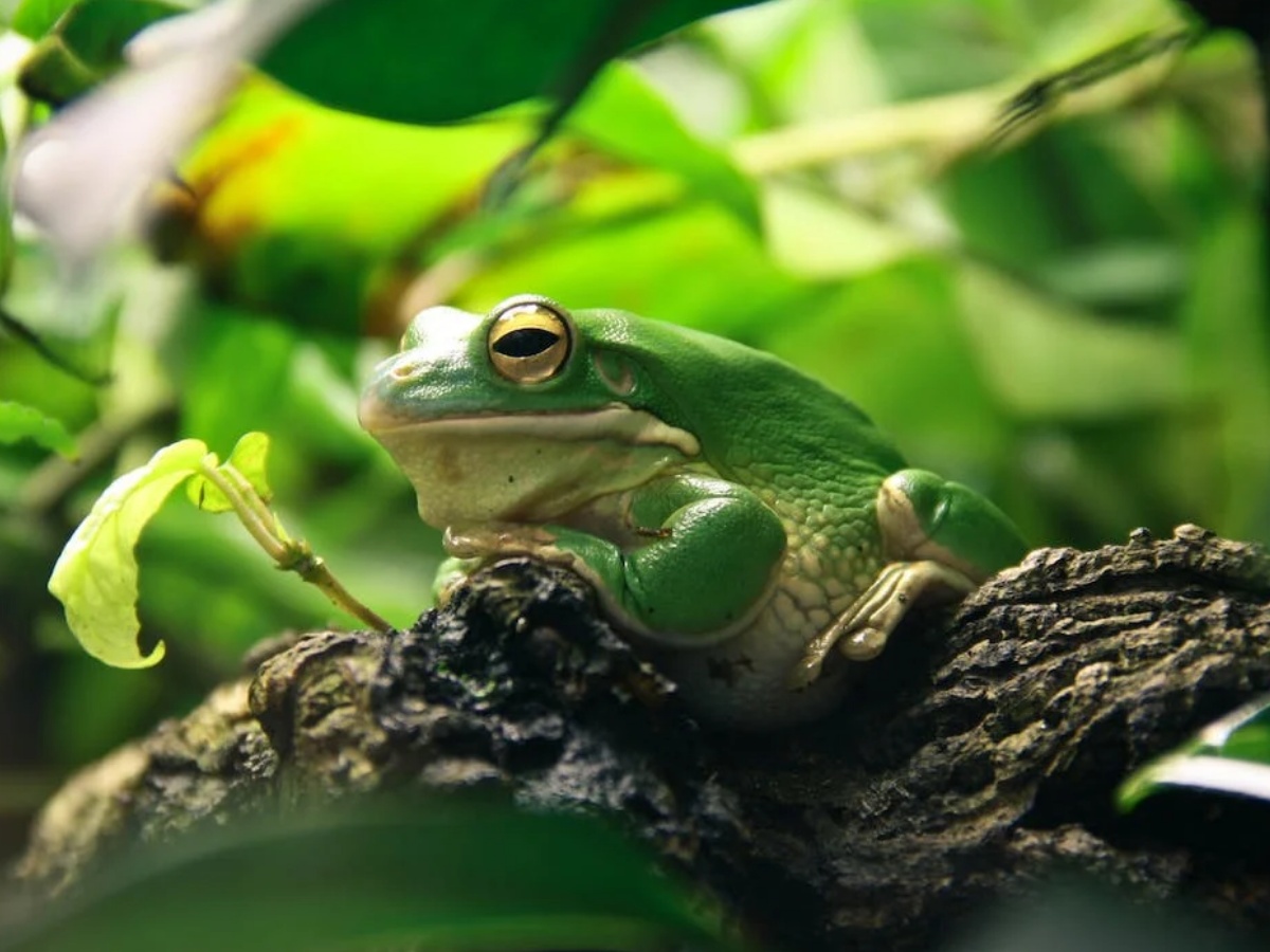 मेंढक की पीठ पर उगा मशरूम, देखकर वैज्ञानिक भी हुए हैरान, जानें पूरा मामला