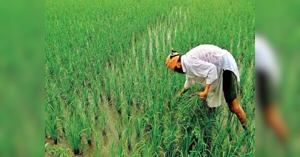 किसानों के लिए फायदेमंद है 'Kisan Mandhan Yojana'; सरकार हर महीने देती है 3000 रुपये पेंशन, आपने किया अप्लाई?