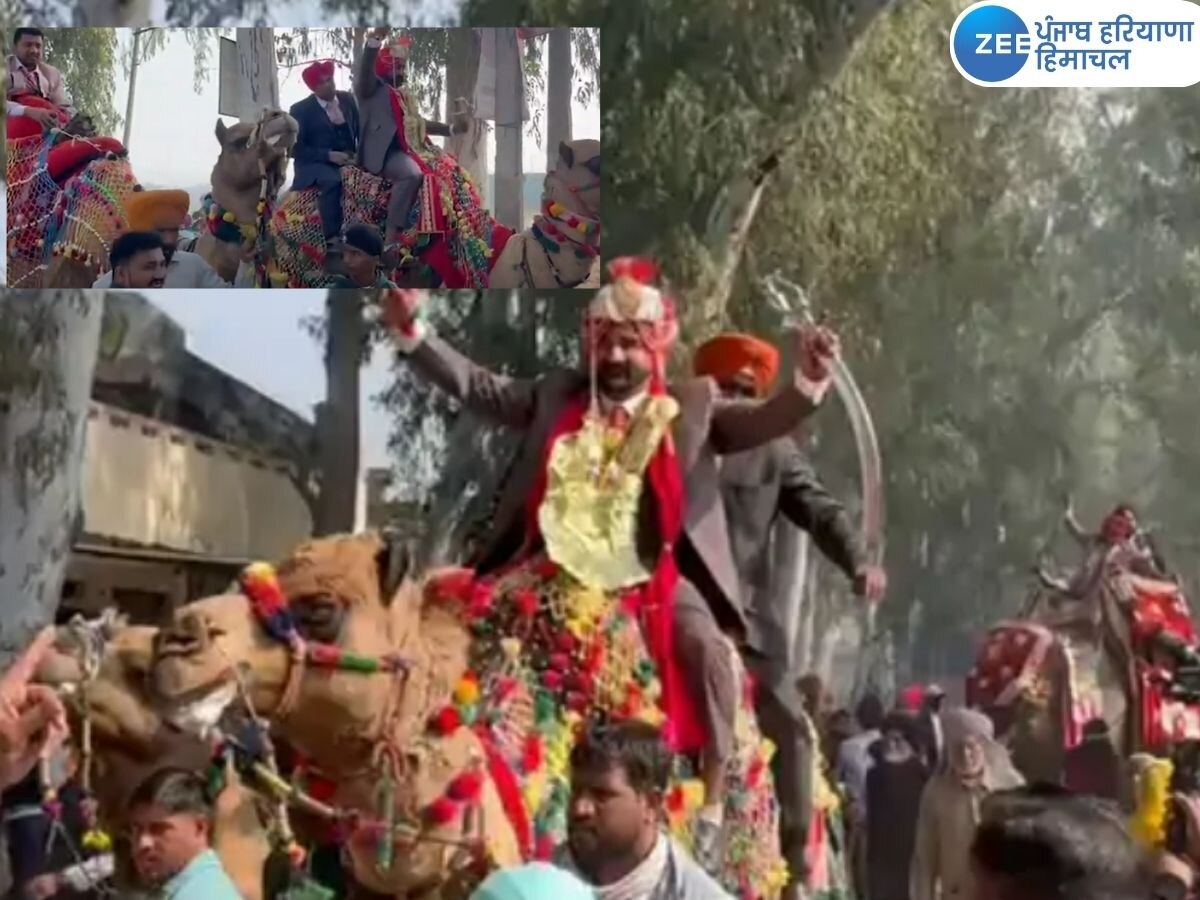 Amritsar News: ਲਾੜੀ ਨੂੰ ਵਿਆਹੁਣ ਊਠ 'ਤੇ ਆਇਆ ਲਾੜਾ, ਗੱਡੀਆਂ ਛੱਡ ਬਰਾਤੀ ਵੀ ਬੈਠ ਗਏ ਹਾਥੀ 'ਤੇ 