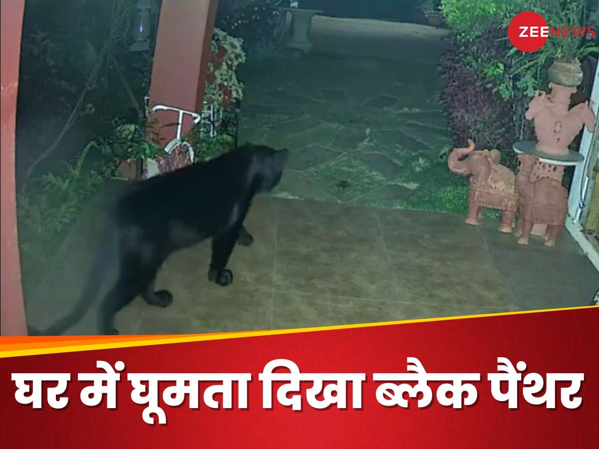 घर के अंदर घूमता हुआ नजर आया 'बघीरा', CCTV फुटेज ने उड़ाए सबके होश