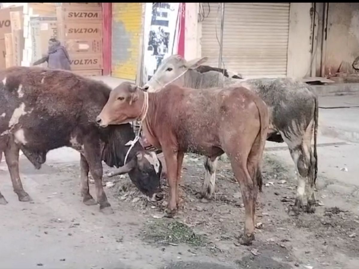 गौ तस्कर फरार