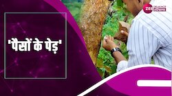 Viral Video: पैसों के पेड़ से इस तरह पैसे निकालते दिखे लोग, जानिए क्या है सच्चाई