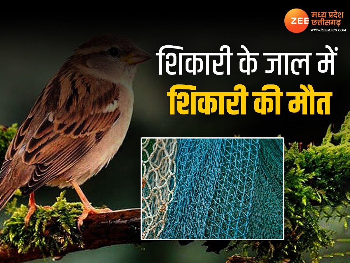 Sidhi News: चिड़िया का शिकार करने गए युवकों की मौत, करंट वाली फेंसिंग ने ली जान