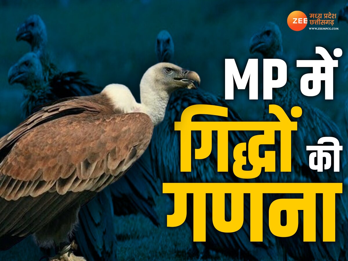 MP News: सतना के वनों में हुई गिद्धों की गिनती, वन विभाग को मिले 858 गिद्ध