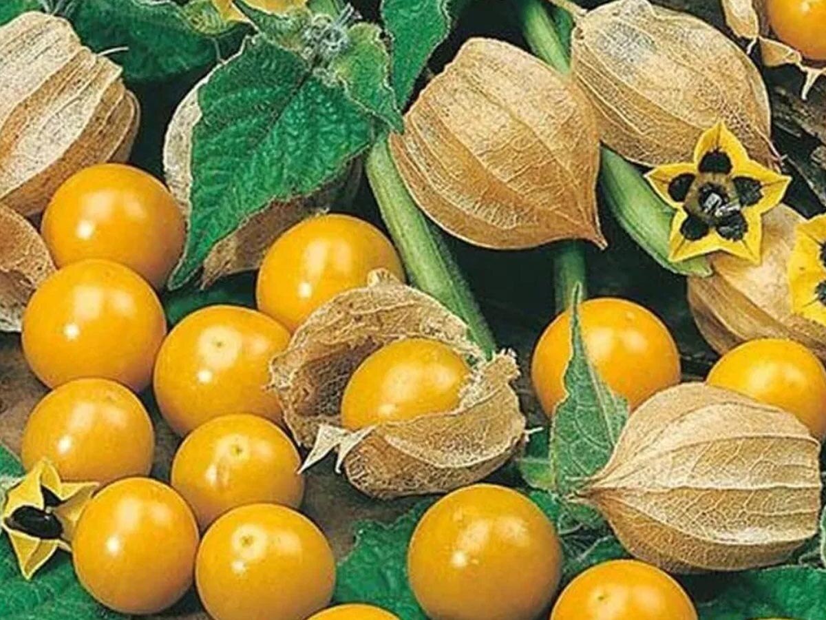 Cape Gooseberry: हैरान कर देंगे रसभरी के फायदे; सर्दियों में है अमृत